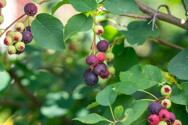 Amelanchier Alnifolia Saskatoon Pacífico Serviceberry Amadurecendo Frutas Verde Roxo Serviceberries — Fotografia de Stock