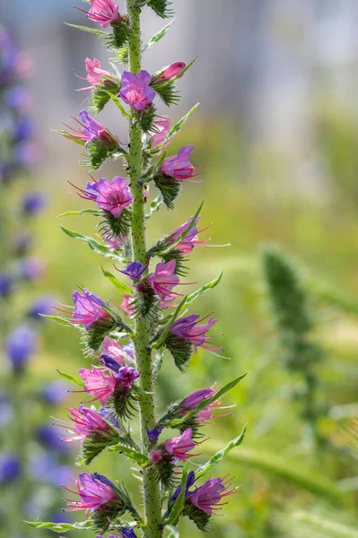 Echium Vulgare Zmije Bugloss Bloom Modrá Řasa Neobvyklé Zbarvení Růžová — Stock fotografie