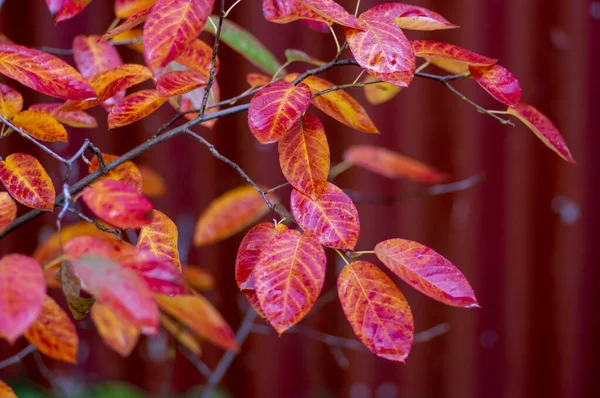 Amelanchier Lamarckii Shadbush Ramos Arbusto Outonal Cheio Belas Folhas Amarelas — Fotografia de Stock