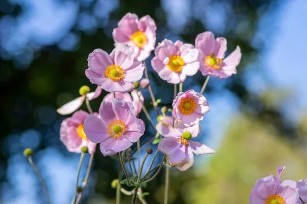Anemone Hupehensis Praecox Rosa Blütenblatt Einfachheit Blühende Pflanze Windblumen Blühende — Stockfoto