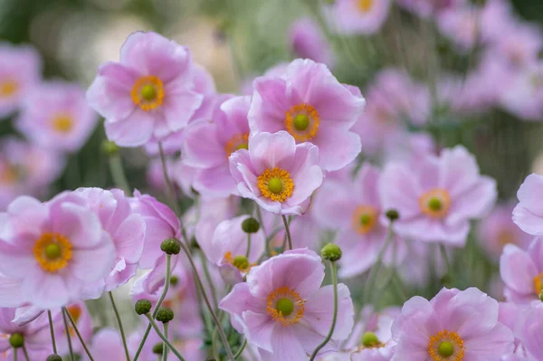 Anemone Hupehensis Praecox บดอกไม ชมพ ความเร ยบง ายพ ชดอก ลมดอกไม — ภาพถ่ายสต็อก