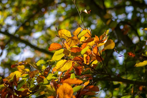 秋天的阳光下 山毛榉叶落在枝头上 黄褐色和橙色明亮的秋天 — 图库照片