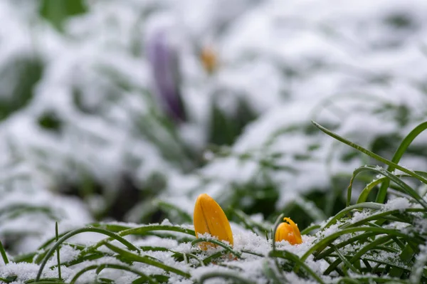 Campo Piante Croco Vernus Fiorite Ricoperte Neve Gruppo Brillanti Fiori — Foto Stock