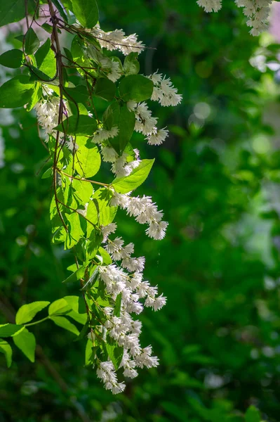 Deutzia Scabra Fuzzy Trots Van Rochester Witte Bloemen Bloei Crenaat — Stockfoto