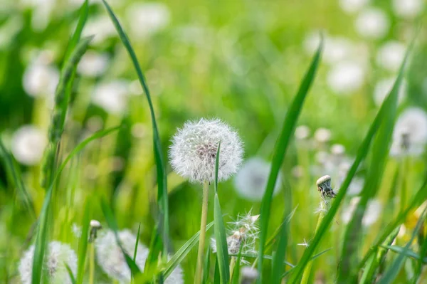 一般的なタンポポTaraxacum Officinale色あせた花は雪の玉 熟したキプセリアの果実のように見えます — ストック写真