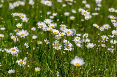 Leucanthemum vulgare oxeye papatya çiçekleri yeşil çayır otlağında yabani marguerite çiçekleri