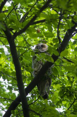 Genç, güzel, büyük gece kuşları uzun kulaklı baykuş asio otus ağaç dalında oturuyor kısmen yeşil yaprakların arasına gizlenmiş.