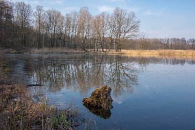 Üreme göleti ve Çek Cumhuriyeti 'nin Neratov köyü yakınlarındaki ağaçlarla kışın doğal manzarası, suda yansımalar, mavi gökyüzü