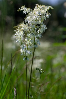 Filipendula vulgaris vuln-leaf dropwort çayırdaki beyaz çiçek bitkisi, uzun yeşil sapta çiçek açan çiçeklerin ayrıntıları