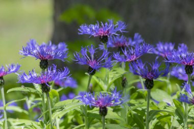 Centaurea Montana Dağı Mısır Çiçeği. Çiçek açmış mavi mor çiçekler. Knapweed mavisi çiçek açan bitki.