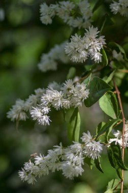 Deutzia Scabra 'nın tüylü gururu Rochester' ın çiçek açmış beyaz çiçekleri, çiçek açan bitkileri, tomurcukları ve yeşil yaprakları olan çalıları, Candidissima tarlası
