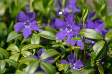 Vinca minör minör menekşe süs çiçekleri çiçek, yaygın menekşe çiçeği çiçekleri, sürünen erken çiçekler