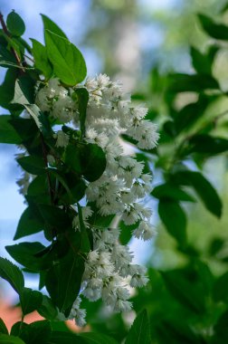 Deutzia Scabra 'nın tüylü gururu Rochester' ın çiçek açmış beyaz çiçekleri, çiçek açan bitkileri, tomurcukları ve yeşil yaprakları olan çalıları, Candidissima tarlası
