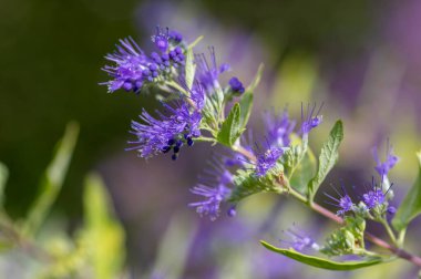 Karyopteris klandonensis mavi sakal çiçek açmış parlak mavi sakal, uzun saplı süslemeli güz çiçekleri