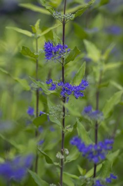 Karyopteris klandonensis mavi sakal çiçek açmış parlak mavi sakal, uzun saplı süslemeli güz çiçekleri