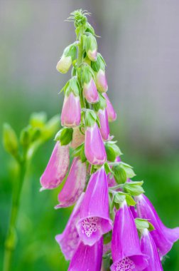 Digitalis purpurea çiçek açmış yüksükotu çiçekleri, güzel mor ağaçlık bitkiler, yeşil uzun saplı ağaçkakanlar