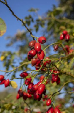 Çalı dallarında olgunlaşmış gül kalçaları, Rosa kanina bitkisinin kırmızı sağlıklı meyveleri, güneş ışığında sonbahar hasadı.