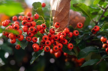 Pyracantha coccinea kırmızısı ateş dikenli süs çalısı, turuncu meyve grubu sonbahar çalılığında asılı, yeşil yapraklar