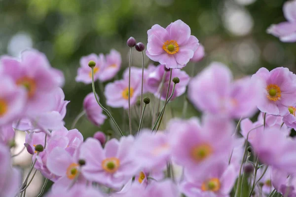 Anemone Hupehensis Praecox บดอกไม ชมพ ความเร ยบง ายพ ชดอก ลมดอกไม — ภาพถ่ายสต็อก