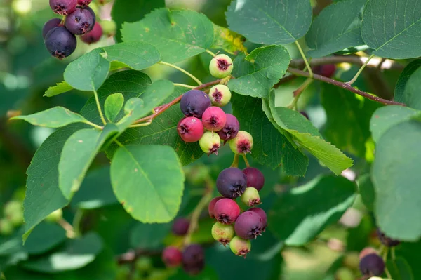 Amelanchier Alnifolia Saskatoon Pacífico Serviceberry Maduración Frutas Verde Morado Serviceberries — Foto de Stock
