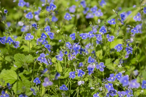 维罗妮卡 查迈德雷的德国速生开花植物 开着深蓝色花瓣的小花 生长在草地草丛中 — 图库照片