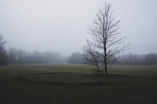 Sad foggy landscape with trees, depressed mood scenery in gray mist, Nemosicka stran during late autumn and winter gloomy season