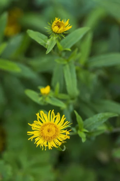 Inula Britannica Ngiliz Sarı Başak Çayır Çiçekleri Çiçek Açmış Sarı — Stok fotoğraf