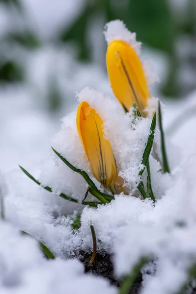 Blommande Krokus Vernus Xter Ckta Med Snö Grupp Ljusa Rgglada — Stockfoto