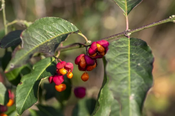 Euonymus Europaeus Európai Közös Orsó Kapszula Érlelése Őszi Gyümölcsök Piros — Stock Fotó