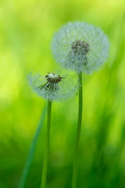 Pissenlit Commun Taraxacum Officinale Fleurs Fanées Ressemble Boule Neige Fruits — Photo