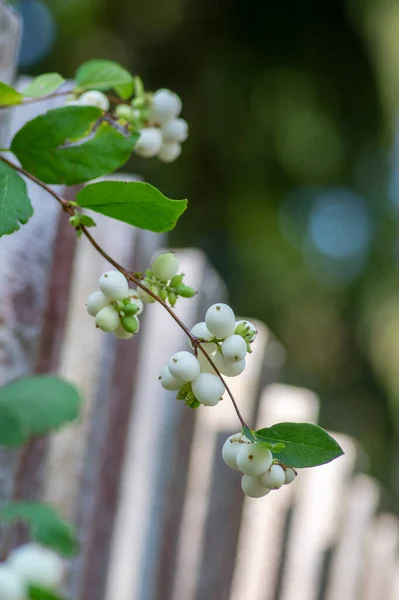 Detail Snow Berries White Symphoricarpos Albus Branches Beautiful Ornamental Ripened — Stock Photo, Image