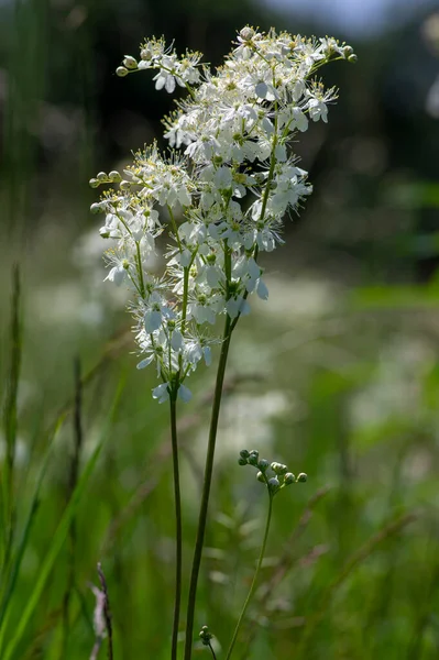 Filipendula Vulgaris Fern Leaf Dropwort White Flowering Plant Meadow Detail — Stock Photo, Image