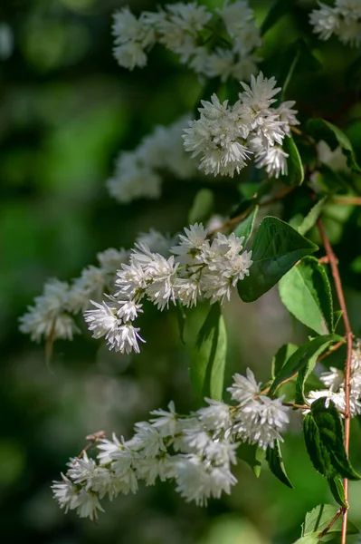 Deutzia Scabra Fuzzy Stolz Auf Rochester White Flowers Blüte Crenate — Stockfoto