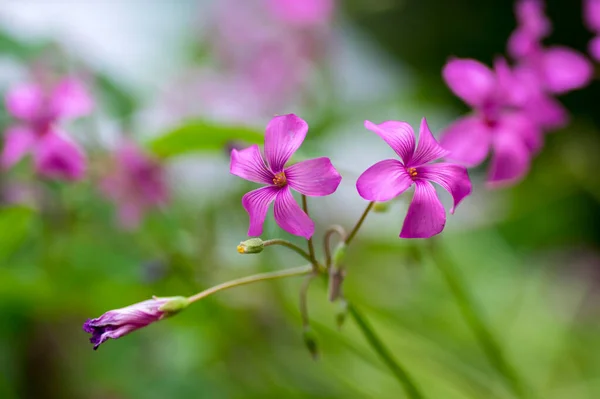 옥살리스 쇠약은 분홍색 분홍빛 꽃이며 분홍빛 식물이며 배경은 녹색이다 — 스톡 사진