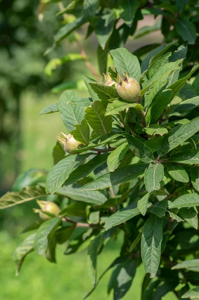 Mespilus Germanica Non Maturato Maturazione Frutti Comuni Nespola Sull Albero — Foto Stock