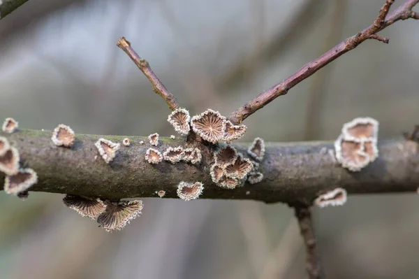 Schizophyllum Commune Species Gilled Fungus Wood Branches Forest Daylight — Foto de Stock