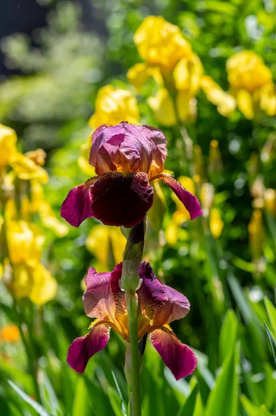 Iris Germanica Flores Ornamentais Flor Belas Plantas Alta Floração Bandeira — Fotografia de Stock