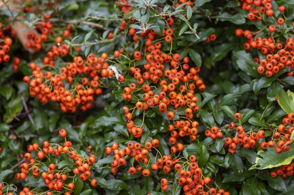 Pyracantha Coccinea Skarlátvörös Tűztüske Díszcserje Őszi Cserjén Függő Narancssárga Gyümölcscsoport — Stock Fotó