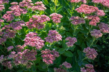 Hylotelephium sedum spectabile... sonbahar mor çiçekli süs bitkisi, güzel sonbahar neşe kelebeği...