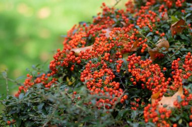 Pyracantha coccinea kırmızısı ateş dikenli süs çalısı, turuncu meyve grubu sonbahar çalılığında asılı, yeşil yapraklar