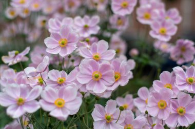 Anemone hupehensis praecox pembe yaprak sadeliği çiçek açan bitki, bahçede çiçek açan rüzgâr çiçekleri, yeşil yapraklar, arka plan deseni