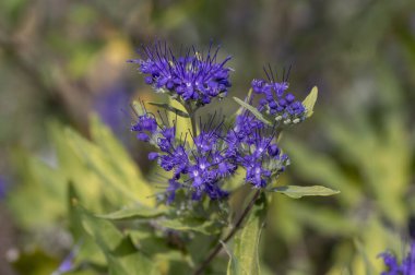 Karyopteris klandonensis mavi sakal çiçek açmış parlak mavi sakal, uzun saplı süslemeli güz çiçekleri