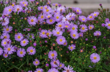 Symphyotrichum novi-belgii güzel çiçekli bitki, açık menekşe rengi New York paskalya çiçeği, tomurcuklu yeşil yapraklar