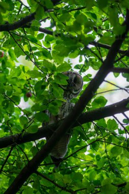 Genç, güzel, büyük gece kuşları uzun kulaklı baykuş asio otus ağaç dalında oturuyor kısmen yeşil yaprakların arasına gizlenmiş.