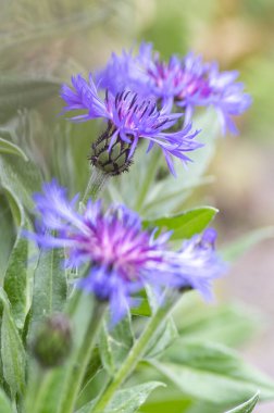 Centaurea Montana Dağı Mısır Çiçeği. Çiçek açmış mavi mor çiçekler. Knapweed mavisi çiçek açan bitki.