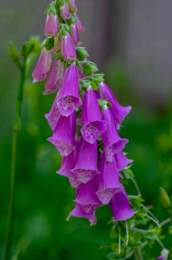 Digitalis purpurea çiçek açmış yüksükotu çiçekleri, güzel mor ağaçlık bitkiler, yeşil uzun saplı ağaçkakanlar