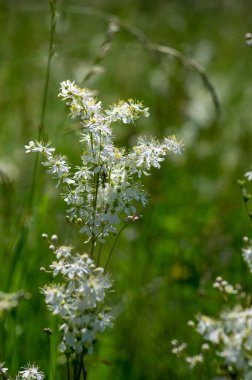 Filipendula vulgaris vuln-leaf dropwort çayırdaki beyaz çiçek bitkisi, uzun yeşil sapta çiçek açan çiçeklerin ayrıntıları