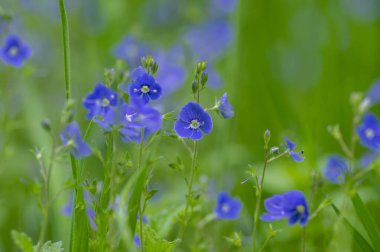 Veronica Chamaedrys, Alman hız limitinde çiçek açan bitki, çiçek açan koyu mavi yapraklı küçük çiçekler, çayır çimlerinde büyüyen yeşil yapraklar,