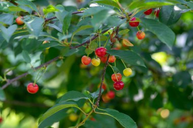 Prunus cerasus dalları olgunlaşan kırmızı, yenilebilir ekşi meyveler, ekşi kirazlar yeşil yapraklarla ağaca asılmış hasatlardan önce