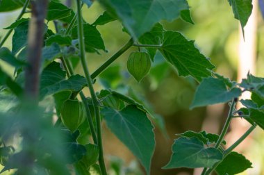 Physalis Peruviana çiğ kaz tüyü yeşil meyve kabuk üzerinde olgunlaşmış meyve, yeşil yapraklar yapraklar